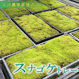 スナゴケ 砂苔 60cm×30cm 1トレー 国産 コケ 園芸 日本庭園 庭園 庭園