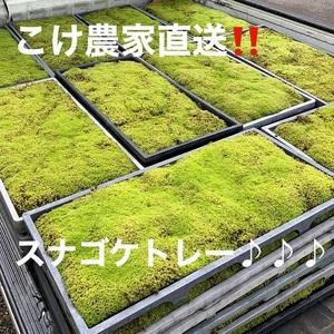 ふるさと納税 こけ専門農家直送!!スナゴケ 苔（育苗トレー入り）6枚 【 苔 】 静岡県牧之原市