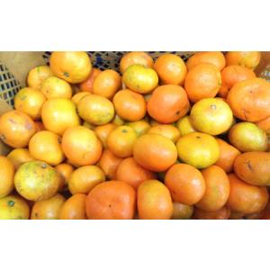 ふるさと納税 【規格外品】 みかん ご家庭用 ...の詳細画像1
