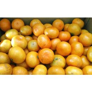 ふるさと納税 【規格外品】 みかん ご家庭用 ...の詳細画像2