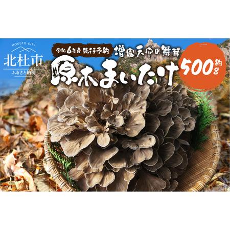 ふるさと納税 【令和6年産先行予約】 増富天空の舞茸　原木まいたけ　約500g 山梨県北杜市