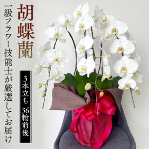ふるさと納税 胡蝶蘭 3本立ち 36輪前後 プロ...の商品画像
