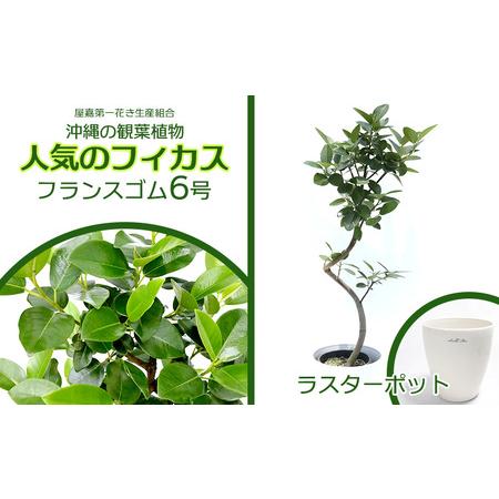 ふるさと納税 ★【沖縄の観葉植物】人気のフィカス フランスゴム6号 ラスターポット インテリアグリー...