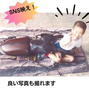 ふるさと納税 ミヤマ クワガタ 大型 リアル ...の詳細画像1