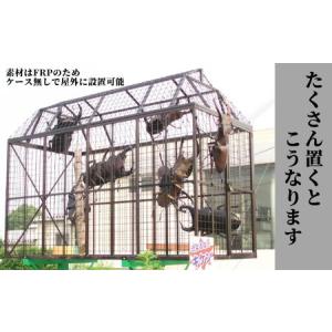 ふるさと納税 ミヤマ クワガタ 大型 リアル ...の詳細画像2