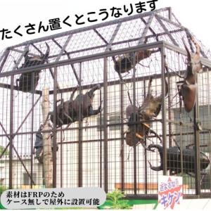 ふるさと納税 ミヤマ クワガタ 大型 リアル ...の詳細画像2