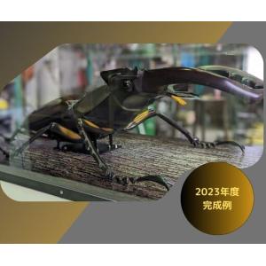 ふるさと納税 ミヤマ クワガタ 大型 リアル ...の詳細画像3