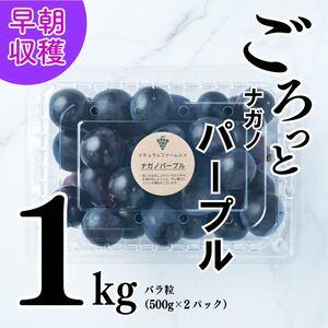 ふるさと納税 【2024収穫分先行予約】 ナガノパープル 1kg ぶどう バラ粒 ぶどう 500g ...