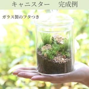 ふるさと納税 苔テラリウムスターターキット キ...の詳細画像2