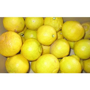 ふるさと納税 【規格外品】はるか ご家庭用 1...の詳細画像1