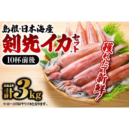 ふるさと納税 鮮魚セットC イカ 島根県江津市