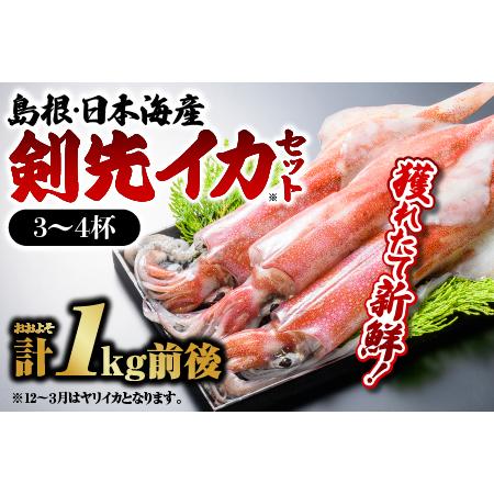 ふるさと納税 鮮魚セットE イカ 島根県江津市