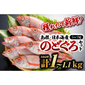 ふるさと納税 のどぐろ 5〜7尾 計約1.2kg 鮮魚セットF|鮮魚 新鮮 ふるさと納税 のどぐろ 5〜7尾 計約1.2kg 鮮魚セットF|鮮魚 新鮮