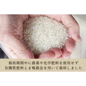 ふるさと納税 【令和7年産】新潟産コシヒカリ「...の詳細画像1