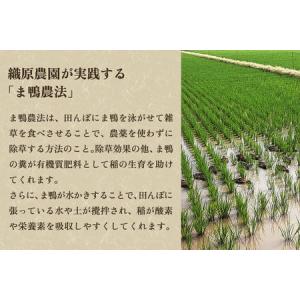 ふるさと納税 【令和7年産】新潟産コシヒカリ「...の詳細画像2