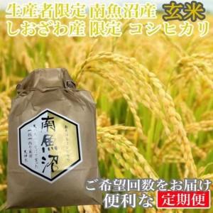 ふるさと納税 【令和7年産】【定期便20kg×12ヶ月】玄米 しおざわ産限定 生産者限定 南魚沼産コシヒカリ【定期便 銘柄米 ブランド米 玄米 .. 新潟県南魚沼市