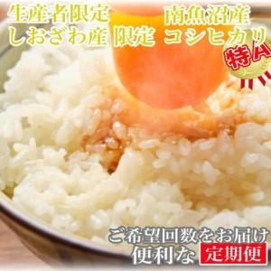 ふるさと納税 【令和7年産】【定期便20kg×12ヶ月】しおざわ産限定 生産者限定 南魚沼産コシヒカリ【定期便 銘柄米 ブランド米 精米 こし.. 新潟県南魚沼市
