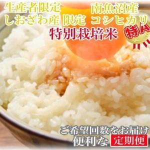 ふるさと納税 【令和7年産】【定期便20kg×12ヶ月】特別栽培 しおざわ産限定 生産者限定 南魚沼産コシヒカリ【定期便 銘柄米 ブランド米 .. 新潟県南魚沼市