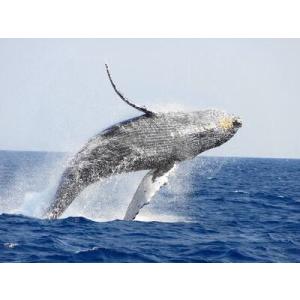 ふるさと納税 【奄美大島北部】ホエールウオッチング 3時間 ※1月中旬から3月下旬まで※ A141-...