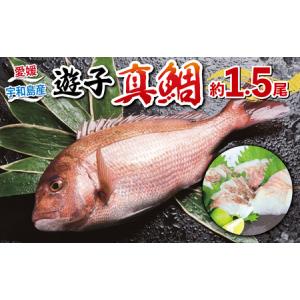 ふるさと納税 遊子 真鯛 セット 計 1.5kg 愛媛県漁業協...