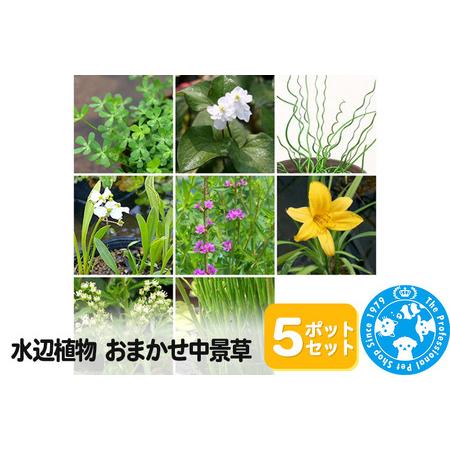 ふるさと納税 水辺植物 おまかせ中景草×5ポットセット 群馬県邑楽町