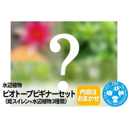 ふるさと納税 水辺植物 ビオトープビギナーセット（姫スイレン＋水辺植物3種類） 群馬県邑楽町