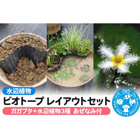ふるさと納税 水辺植物 ビオトープレイアウトセット（ガガブタ＋水辺植物3種 あぜなみ付） 群馬県邑楽...