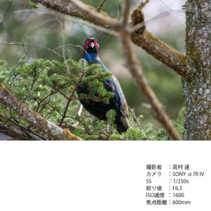 ふるさと納税 SIGMA 60-600mm F...の詳細画像3