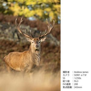 ふるさと納税 SIGMA 60-600mm F...の詳細画像4