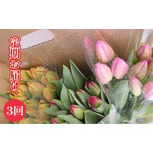ふるさと納税 【1・2・3月定期お届け計3回】フラワーファームしろねのチューリップ切花30本おすすめアソート 植物 花束 新潟県新潟市