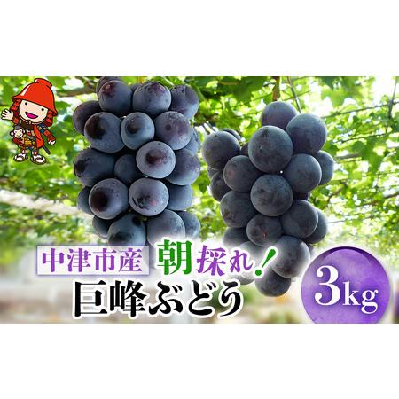 ふるさと納税 【先行予約】【期間・数量限定】大分県中津市産 巨峰ぶどう 3kg 種あり 中野観光ぶど...