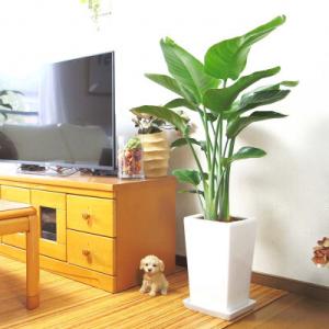 ふるさと納税 【観葉植物】オーガスタ 8号 ホ...の詳細画像1