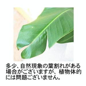 ふるさと納税 【観葉植物】オーガスタ 8号 ホ...の詳細画像2