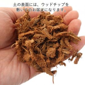 ふるさと納税 【観葉植物】オーガスタ 8号 ホ...の詳細画像3