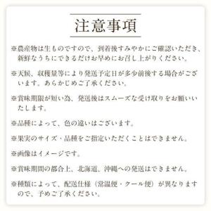 ふるさと納税 定期便全3回 和歌山の人気の夏の...の詳細画像4