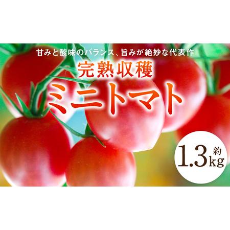 ふるさと納税 【甘みと酸味のバランス、旨みが絶妙な代表作】 八代市産 完熟収穫ミニトマト 約1.3k...