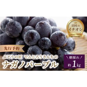 ふるさと納税 先行予約  ナガノパープル 1kg ぶどう フルーツ 福島県 田村市  福島県田村市