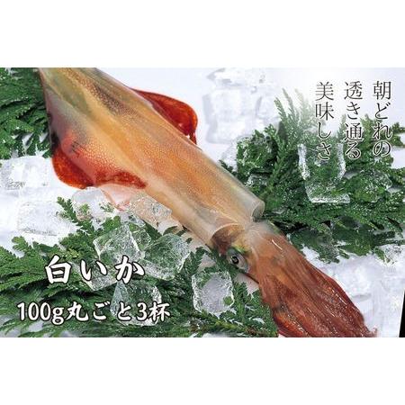 ふるさと納税 【高級白いか丸ごと 100g×3杯セット】ぷりぷり甘い高級白いかを朝どれ鮮度でお送りし...