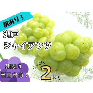 ふるさと納税 【2616-0301】[訳あり] フルーツ王国岡山 朝採り新鮮！人気ぶどう瀬戸ジャイアンツ 2kg 岡山県真庭市｜ふるなび(ふるさと納税)