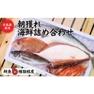 ふるさと納税 日本海直送 旬の鮮魚詰め合せ【魚種6種程度】鮮魚ボックス 魚のプロが選んだ厳選魚 新潟 糸魚川 能生漁港から朝獲れ新鮮な魚をお.. 新潟県糸魚川市