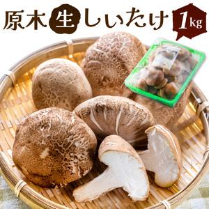 ふるさと納税 原木生しいたけ（1Kg） O-G08 しいたけ 椎茸 野菜 やさい 特定非営利活動法人...