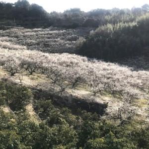 ふるさと納税 梅マイルド・うす塩味(塩分約7%...の詳細画像4