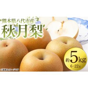 ふるさと納税 【先行予約】 秋月梨 約5kg (6〜22玉) 梨 なし ナシ フルーツ くだもの 果物 旬 熊本県 八代市 【2026年8月下旬より順次発送】 熊本県八代市