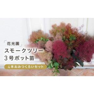 ふるさと納税 スモークツリー3号ポット苗4本おみ...の商品画像