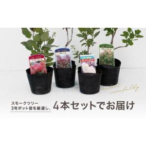ふるさと納税 スモークツリー3号ポット苗4本お...の詳細画像1