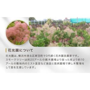 ふるさと納税 スモークツリー3号ポット苗4本お...の詳細画像2