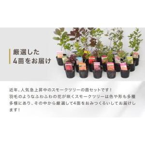 ふるさと納税 スモークツリー3号ポット苗4本お...の詳細画像3