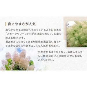 ふるさと納税 スモークツリー3号ポット苗4本お...の詳細画像4
