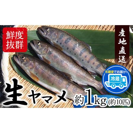 ふるさと納税 生ヤマメ 1kg 約10匹 山江村ヤマメ生産組合《30日以内に出荷予定(土日祝除く)》...