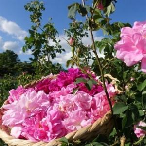 ふるさと納税 ローズジャム(薔薇ジャム)薔薇花...の詳細画像3